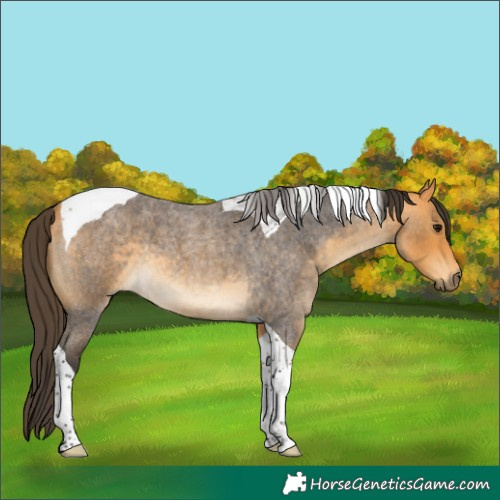 Horse Color:Buckskin Roan Tobiano