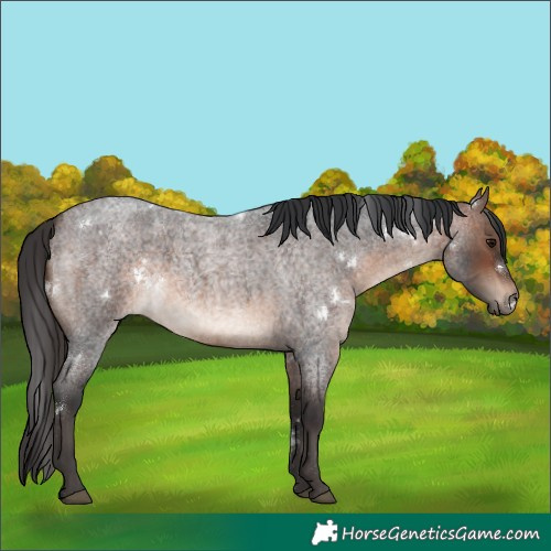 Horse Color:White Spotted Brown Roan 