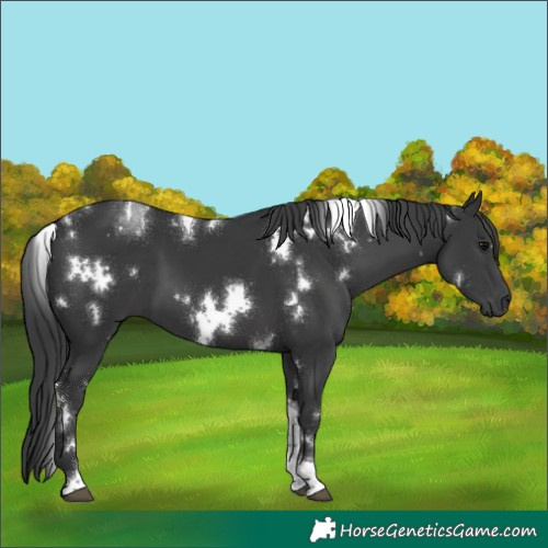 Horse Color:White Spotted Black Tobiano