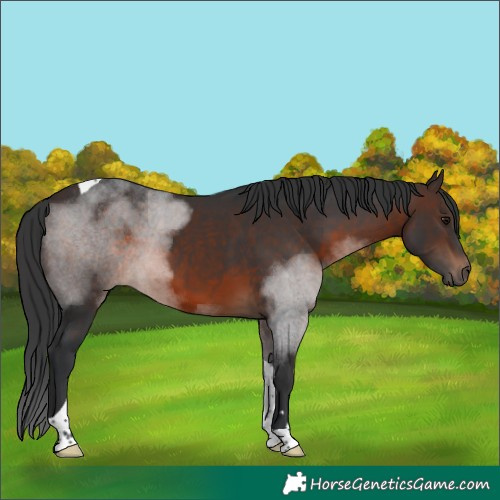Horse Color:Brown Tobiano 