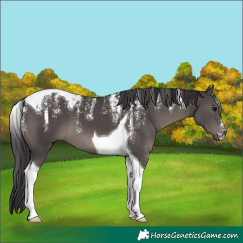Horse Color:Powder White Smoky Black Tobiano 