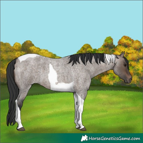 Horse Color:Brown Roan Dun Tobiano