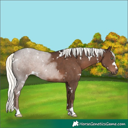Horse Color:White Spotted Liver Chestnut Mushroom Rabicano 