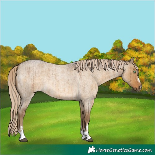 Horse Color:Chocolate Palomino Roan Dun Brindle 