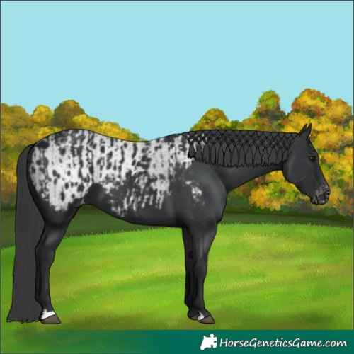 Horse Color:Black  and Black Appaloosa 