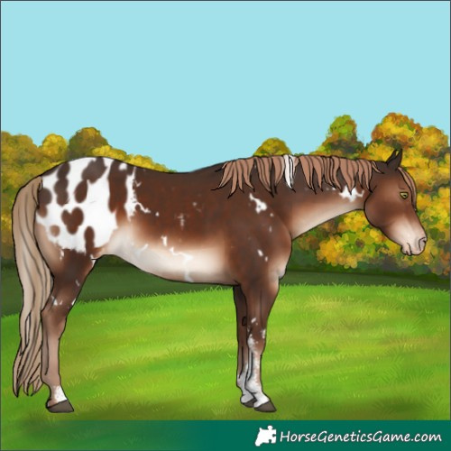 Horse Color:White Spotted Liver Chestnut Sabino Blanket