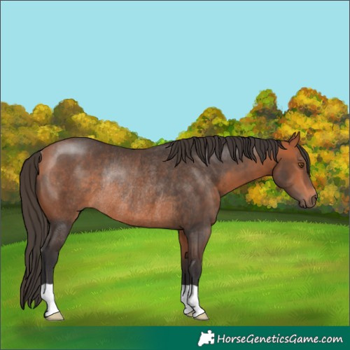 Horse Color:Bay Rabicano