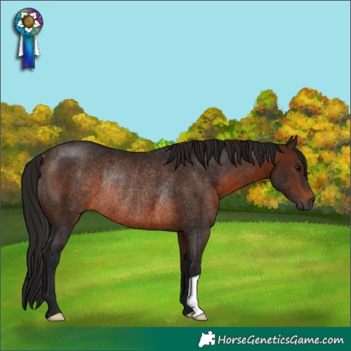 Horse Color:Gray Bay Rabicano