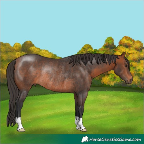 Horse Color:Bay Rabicano