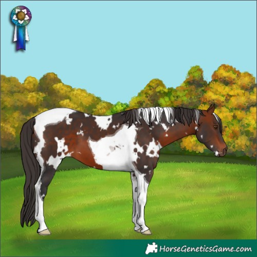 Horse Color:White Spotted Bay Tobiano