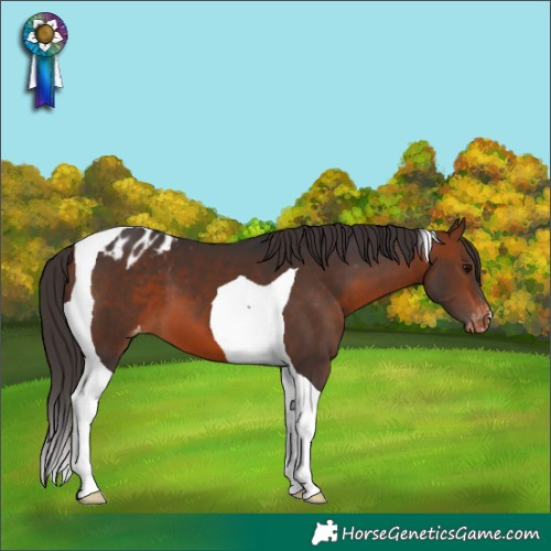 Horse Color:Bay Tobiano Appaloosa 