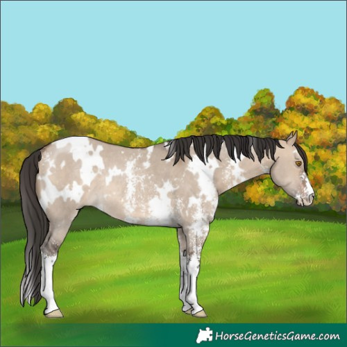 Horse Color:White Spotted Brown Dun Sabino Rabicano