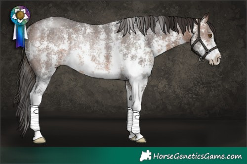 Horse Color:Brown Sabino Rabicano