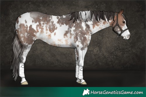 Horse Color:White Spotted Brown Sabino