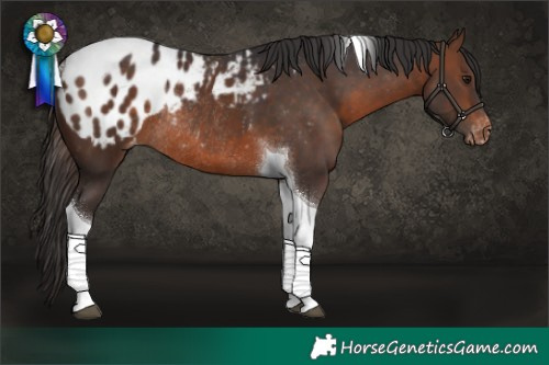 Horse Color:Brown Tobiano Appaloosa Rabicano