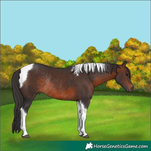 Horse Color:Brown Tobiano Rabicano
