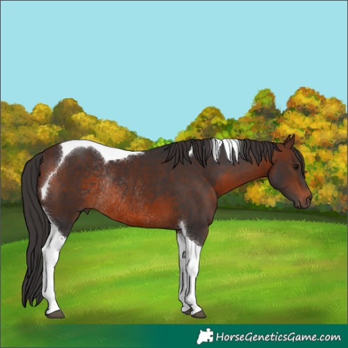 Horse Color:Brown Tobiano Rabicano 
