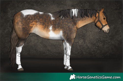 Horse Color:Buckskin Tobiano 