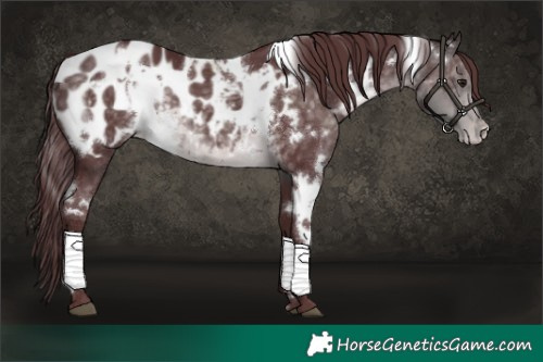 Horse Color:Platinum White Spotted Chocolate Buckskin Appaloosa 