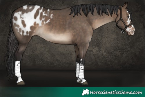 Horse Color:Brown Dun Appaloosa 