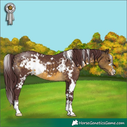 Horse Color:White Spotted Chocolate Buckskin