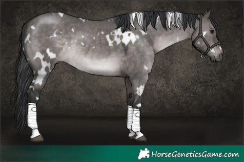 Horse Color:Platinum White Spotted Brown Dun