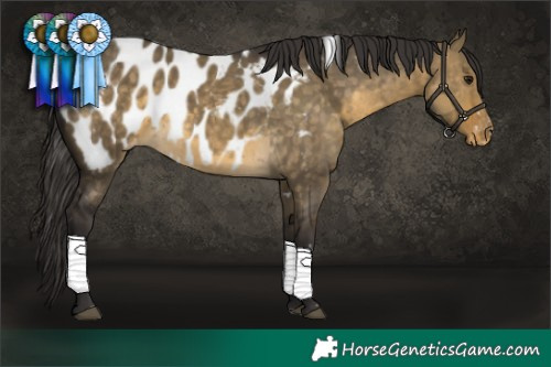 Horse Color:White Spotted Buckskin Dun Appaloosa 