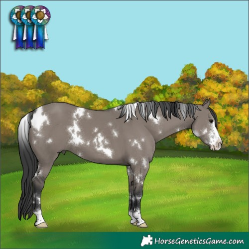 Horse Color:White Spotted Grullo Sabino