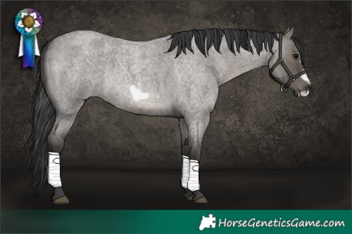 Horse Color:Grullo Roan Frame Rabicano
