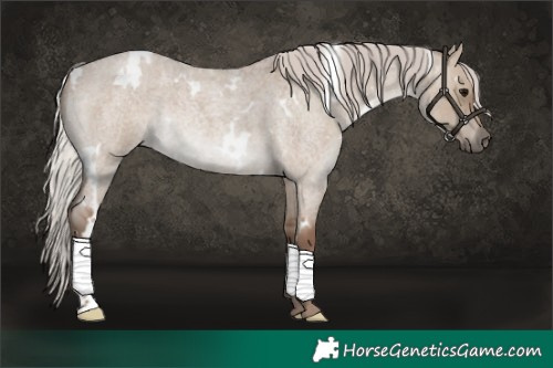 Horse Color:White Spotted Silver Grullo Roan Rabicano 