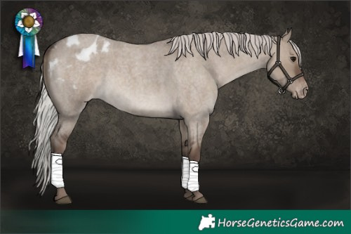 Horse Color:Silver Grullo Roan Appaloosa 