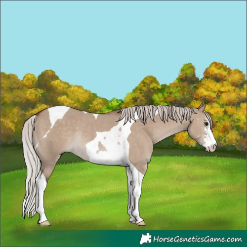 Horse Color:Silver Grullo Sabino Tobiano Rabicano