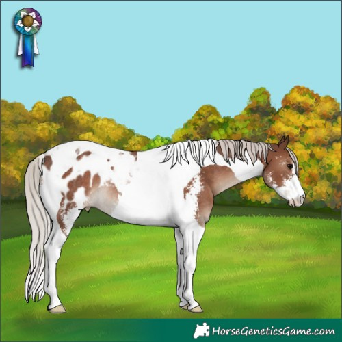 Horse Color:Silver Black Sabino Tobiano Appaloosa Rabicano