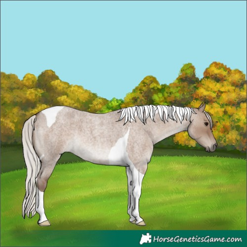 Horse Color:Silver Grullo Roan Tobiano