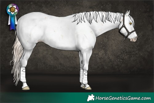Horse Color:Chocolate Palomino Dun Sabino Appaloosa