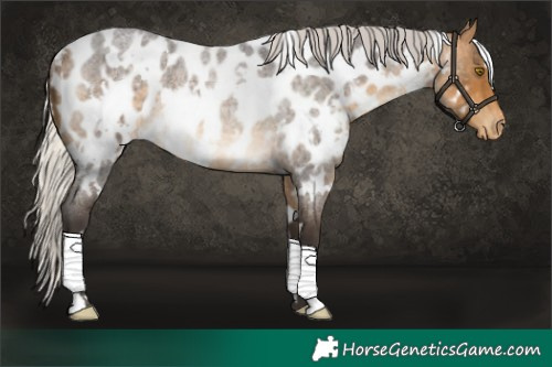 Horse Color:White Spotted Silver Buckskin Roan Appaloosa Rabicano