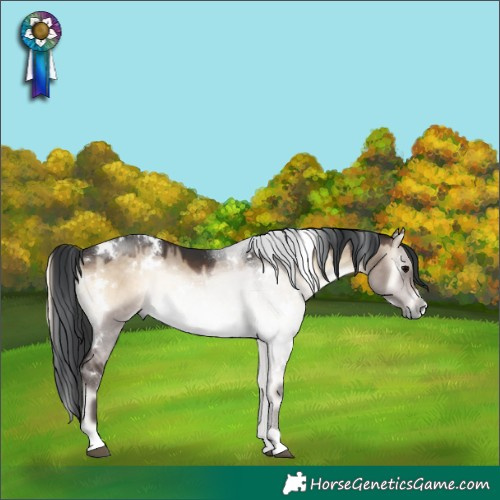 Horse Color:White Spotted Brown Onyx
