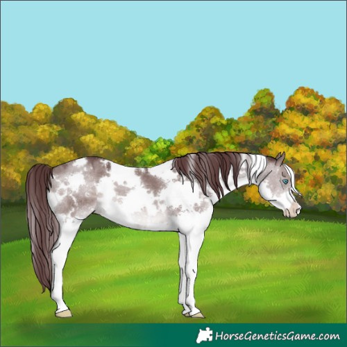 Horse Color:Platinum White Spotted Chocolate Brown Dun Splash 