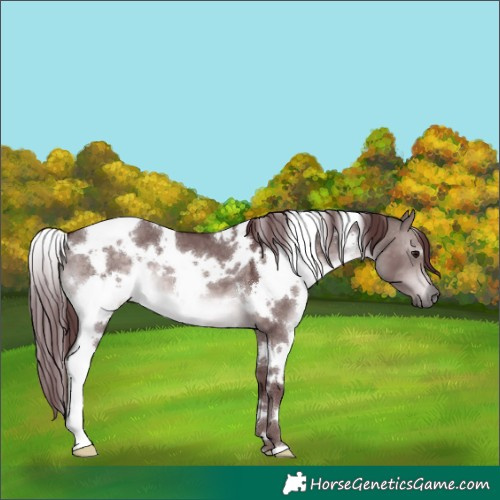 Horse Color:Platinum White Spotted Chocolate Brown Dun