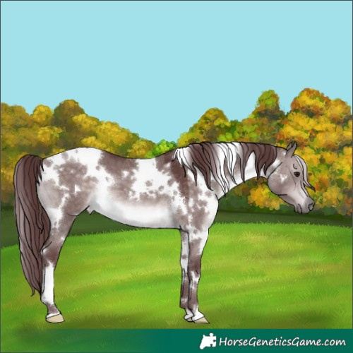 Horse Color:Platinum White Spotted Chocolate Brown Dun