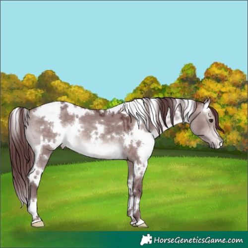 Horse Color:Platinum White Spotted Chocolate Bay Dun 