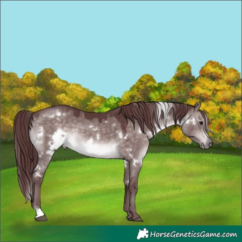 Horse Color:Platinum White Spotted Chocolate Brown Dun 