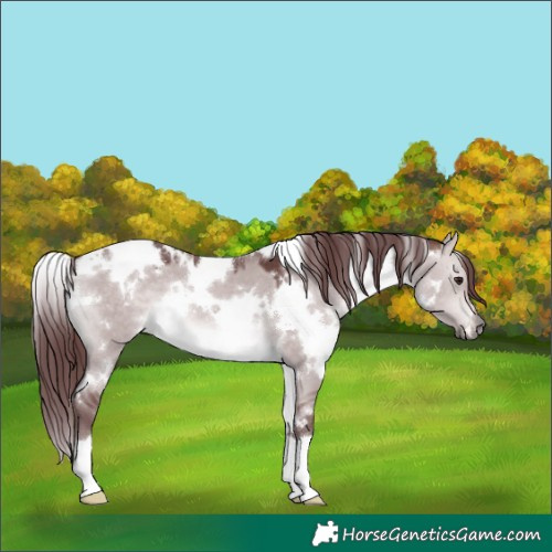 Horse Color:Platinum White Spotted Chocolate Bay Dun