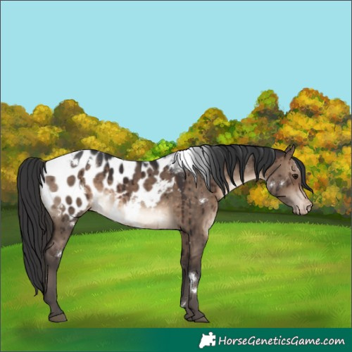 Horse Color:White Spotted Brown Dun Appaloosa Brindle