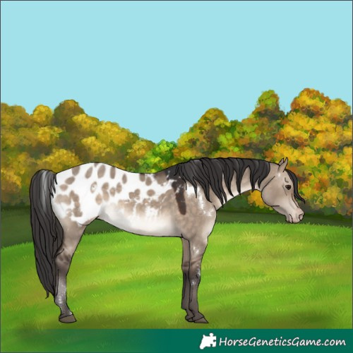 Horse Color:White Spotted Brown Dun Appaloosa Rabicano