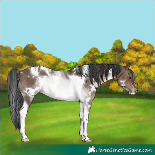Horse Color:White Spotted Brown Dun Tobiano Appaloosa Rabicano 