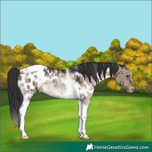 Horse Color:White Spotted Brown Dun Tobiano Appaloosa Rabicano Brindle