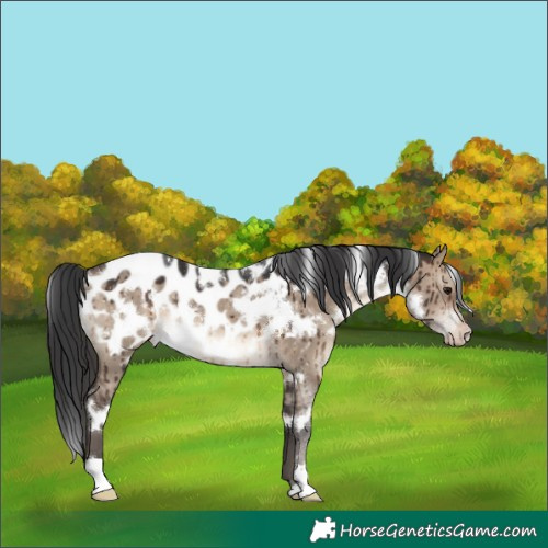 Horse Color:White Spotted Brown Dun Appaloosa Rabicano Brindle