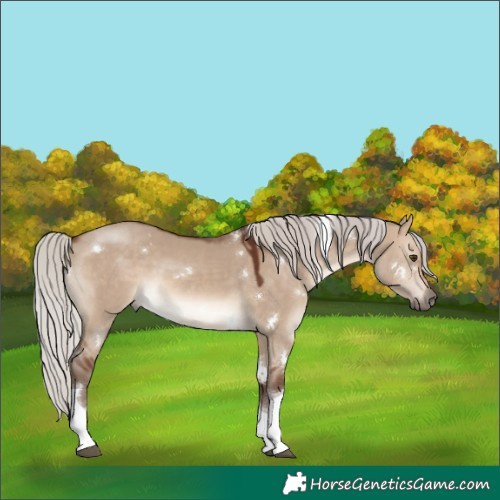 Horse Color:White Spotted Silver Brown Dun Tobiano 