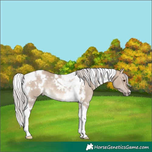 Horse Color:White Spotted Silver Brown Dun Tobiano 